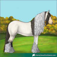 Horse Color:Buckskin Roan Dun Tobiano 