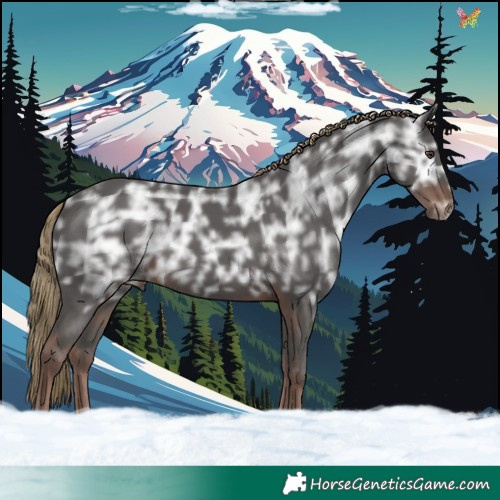 Horse Color:Liver Chestnut Ice