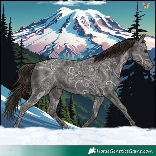 Horse Color:Liver Chestnut Ice