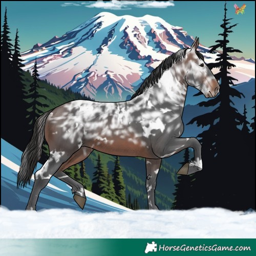 Horse Color:White Spotted Brown Ice
