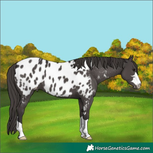 Horse Color:Smoky Black Appaloosa 