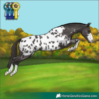 Horse Color:Smoky Black Appaloosa