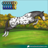 Horse Color:Smoky Black Appaloosa