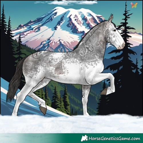 Horse Color:White Spotted Brown Ice Appaloosa 