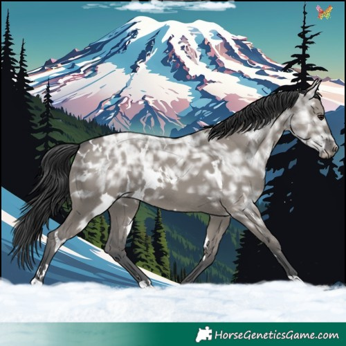 Horse Color:White Spotted Grullo Ice 