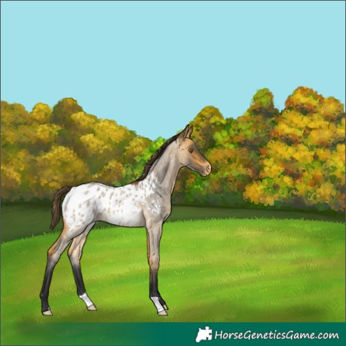 Horse Color:Buckskin Roan Appaloosa 