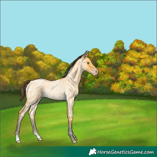 Horse Color:Amber Cream Champagne Roan Rabicano 
