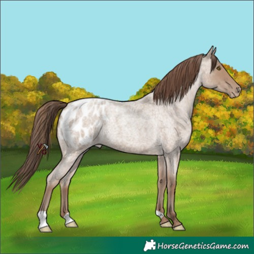 Horse Color:Classic Champagne Roan Appaloosa Rabicano 