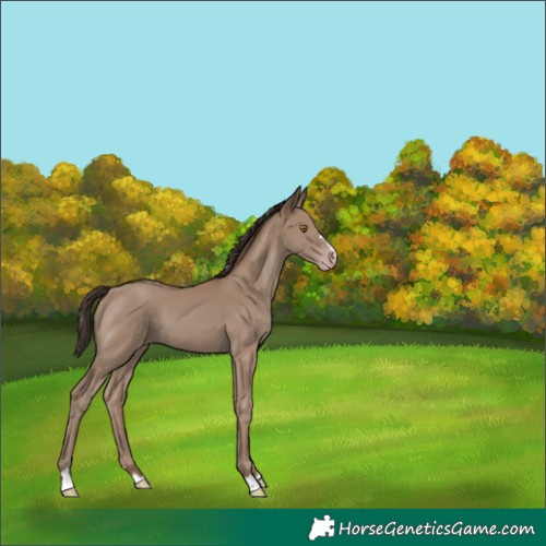 Horse Color:Classic Champagne 