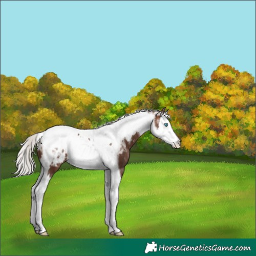 Horse Color:Silver Bay Splash Tobiano Appaloosa 