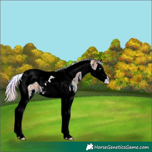 Horse Color:Nacre Gold Champagne Sabino Splash Tobiano 