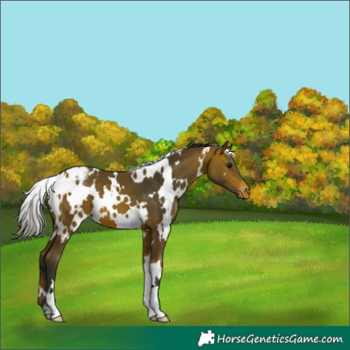 Horse Color:White Spotted Bay Varnish 