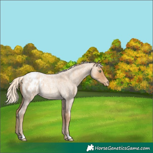 Horse Color:Gold Cream Champagne Roan Appaloosa 