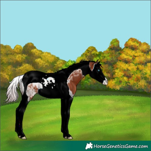 Horse Color:Chestnut Splash Tobiano Appaloosa