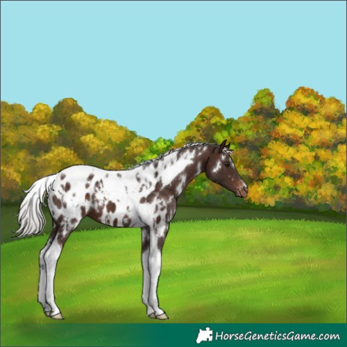 Horse Color:White Spotted Silver Brown Tobiano Appaloosa