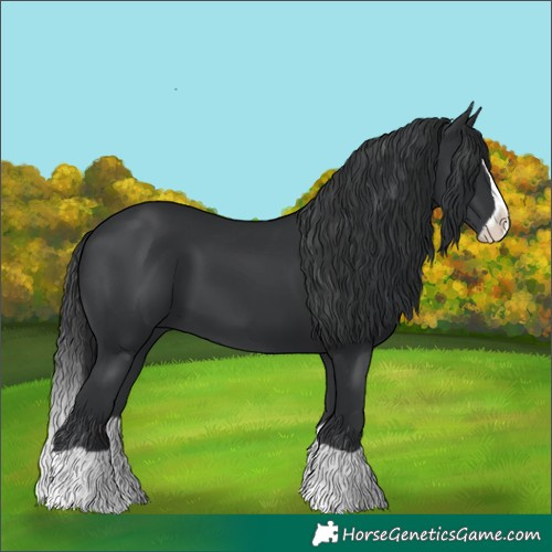 Horse Color:Black Splash 
