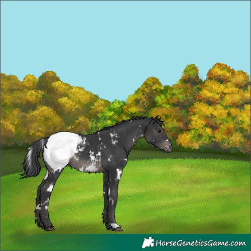 Horse Color:White Spotted Black Appaloosa