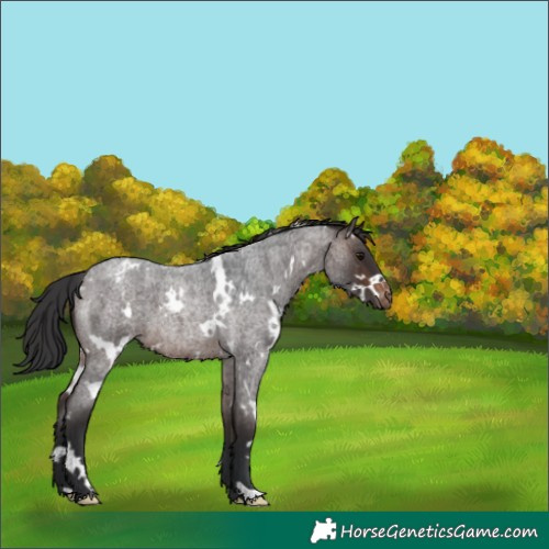 Horse Color:White Spotted Brown Roan Appaloosa 