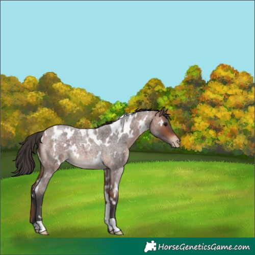Horse Color:White Spotted Bay Roan Appaloosa