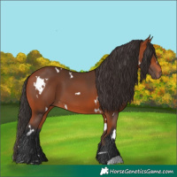 Horse Color:White Spotted Bay 