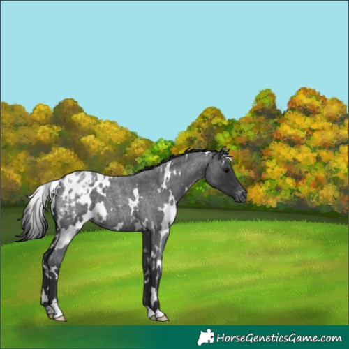 Horse Color:White Spotted Blue Roan Appaloosa 