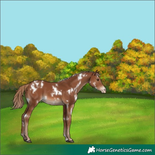 Horse Color:White Spotted Chestnut Appaloosa