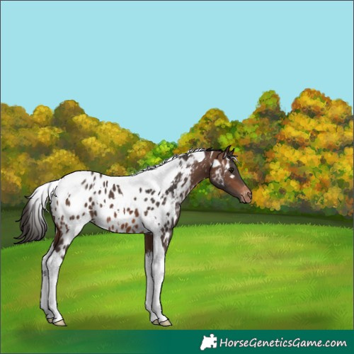 Horse Color:White Spotted Brown Tobiano Appaloosa