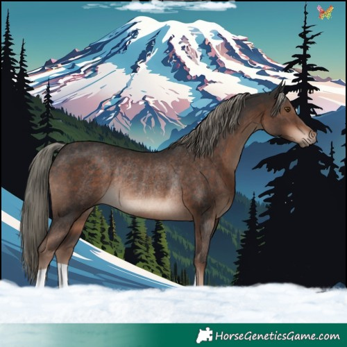 Horse Color:Liver Chestnut Mushroom Rabicano 