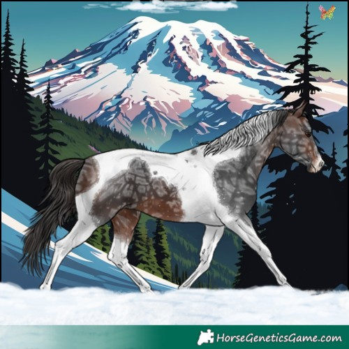 Horse Color:Brown Ice Tobiano Appaloosa