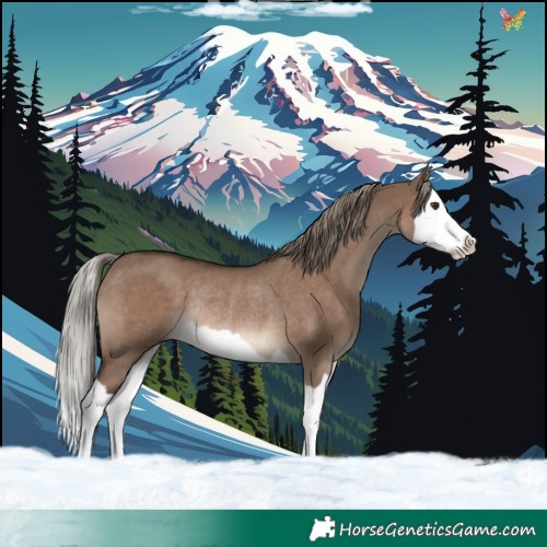 Horse Color:Liver Red Dun Mushroom Splash Rabicano 