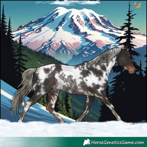 Horse Color:White Spotted Liver Chestnut Mushroom Rabicano