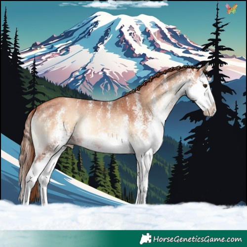 Horse Color:White Spotted Gold Champagne Onyx Splash 