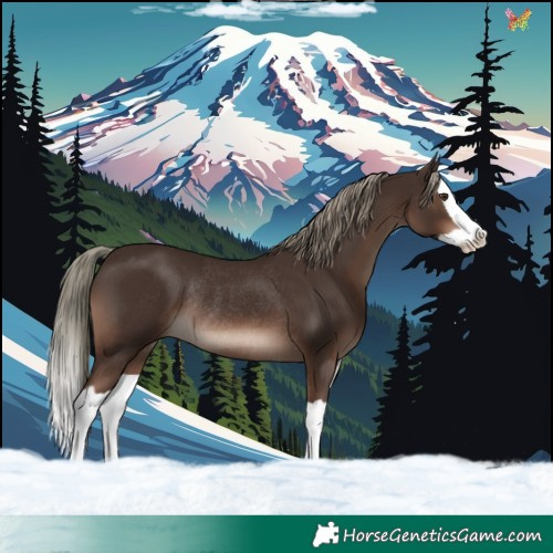 Horse Color:Liver Chestnut Mushroom Splash Rabicano 