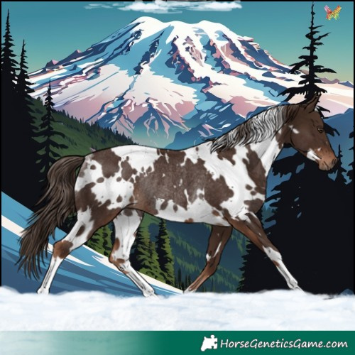 Horse Color:White Spotted Liver Chestnut Rabicano 