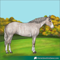 Horse Color:Silver Blue Roan Sabino 