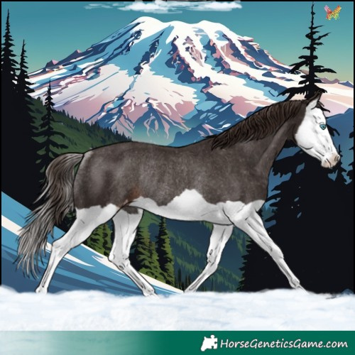 Horse Color:Liver Chestnut Splash Varnish Rabicano 