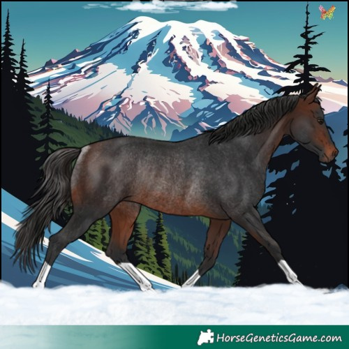 Horse Color:Brown Rabicano 