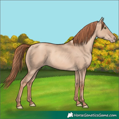 Horse Color:Gold Champagne Dun Rabicano 