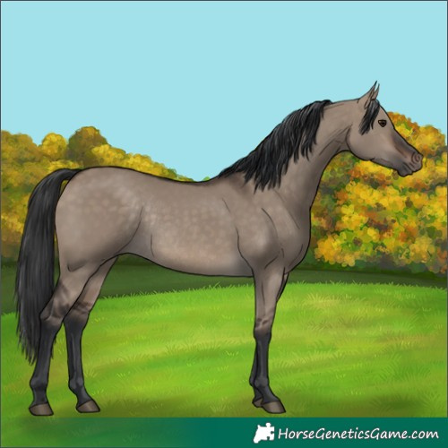 Horse Color:Brown Dun Rabicano 