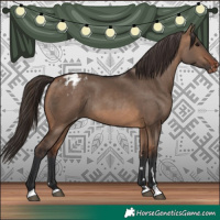 Horse Color:Bay Dun Blanket Rabicano 