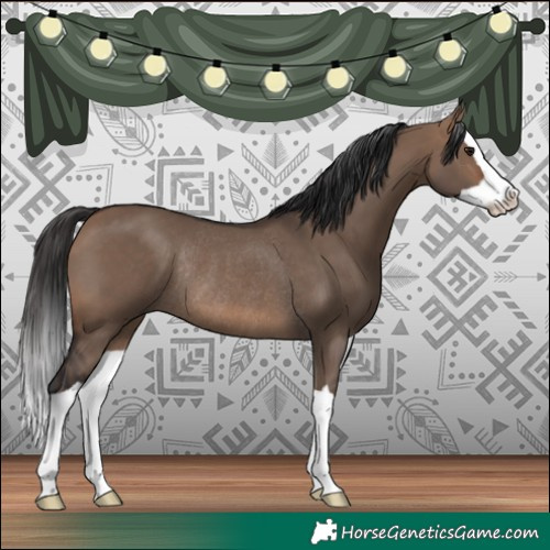 Horse Color:Brown Dun Splash Rabicano 
