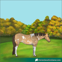 Horse Color:White Spotted Buckskin Dun Tobiano 