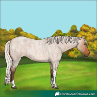Horse Color:Silver Bay Roan Dun Tobiano Rabicano