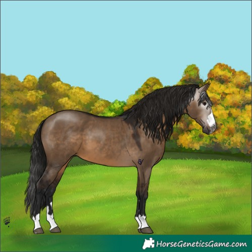 Horse Color:Gray Bay Dun 