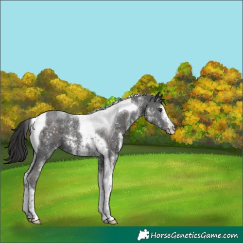 Horse Color:Liver Chestnut Sabino Tobiano 