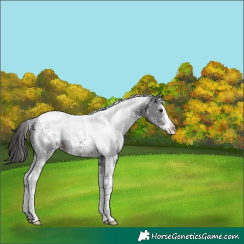 Horse Color:Liver Chestnut Sabino Tobiano 