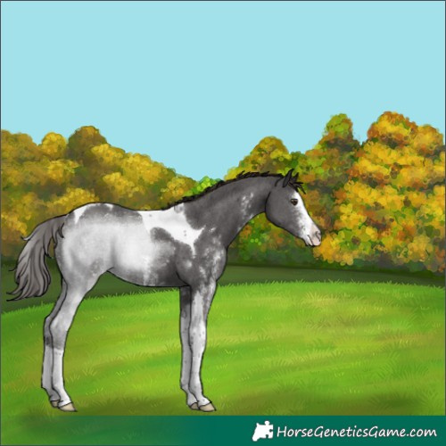 Horse Color:Liver Chestnut Sabino Tobiano 