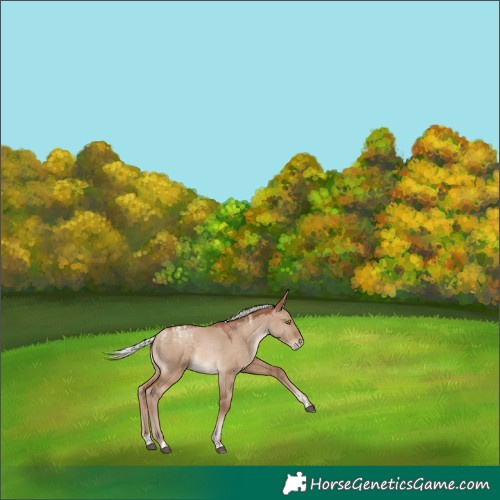 Horse Color:Powder White Silver Brown Pearl Dun Rabicano 