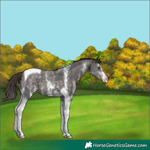 Horse Color:Liver Chestnut Sabino Tobiano 