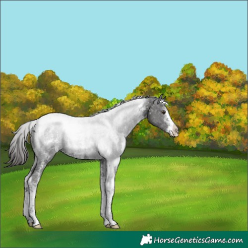 Horse Color:Liver Chestnut Sabino Tobiano